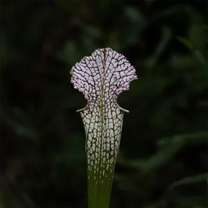 primer plano sarracenia Leucophylla