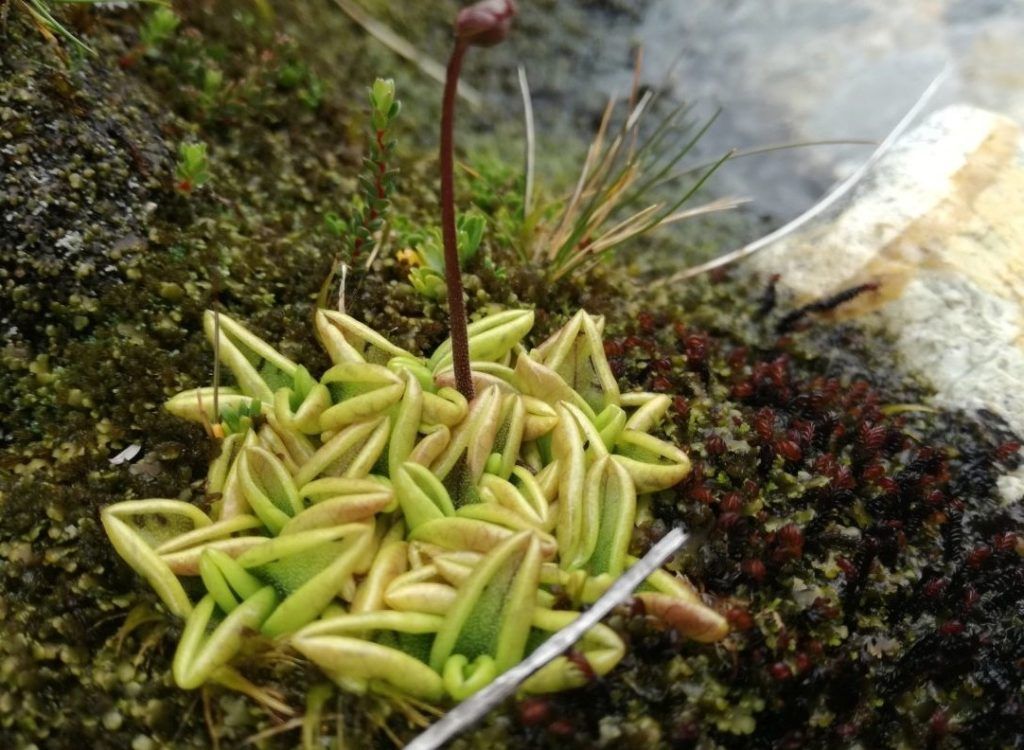 Pinguicula Antarctica a punto de florecer, eliana peralta