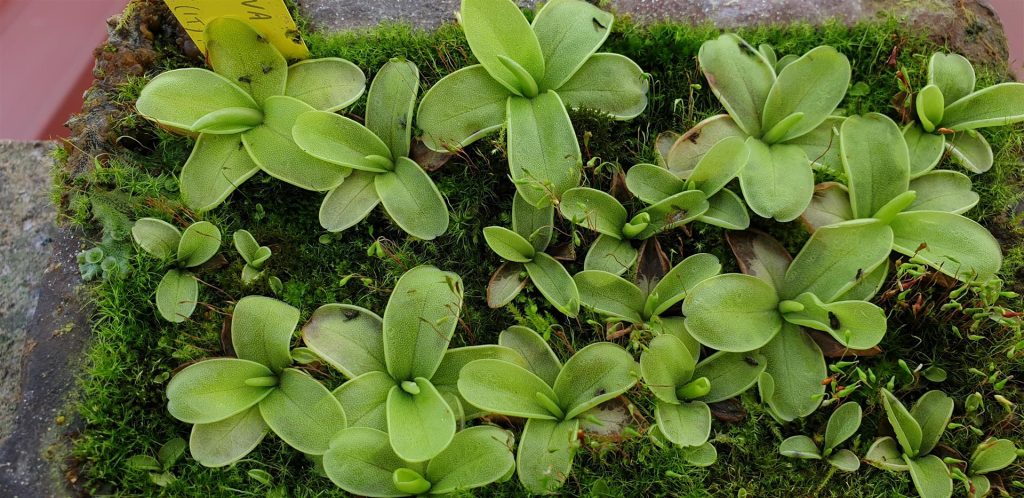 Pinguicula Hirtiflora