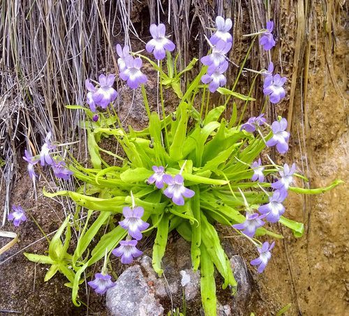 Pinguicula Vallisneriifolia de juan carlos zamora en jaen