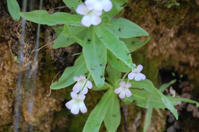 Pinguicula Vallisneriifolia de la sierra de cazorla y segura