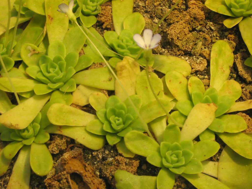 Pinguicula agnata con flor