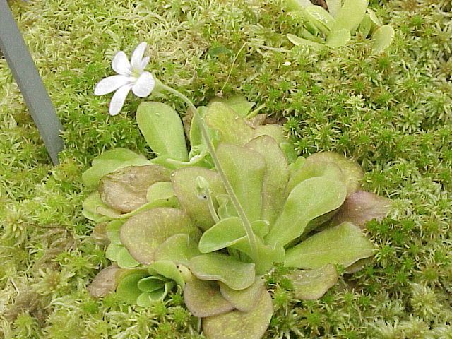 Pinguicula agnata silvestre