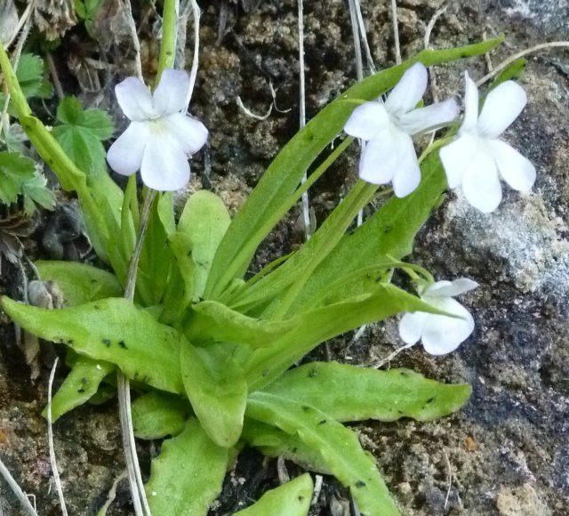 Pinguicula vallisnerifolia silvestre en las rocas