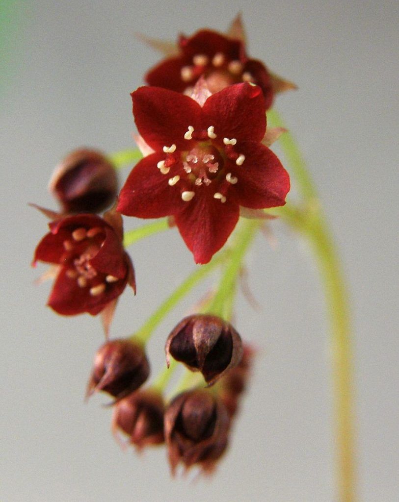 flor de la drosera adelae