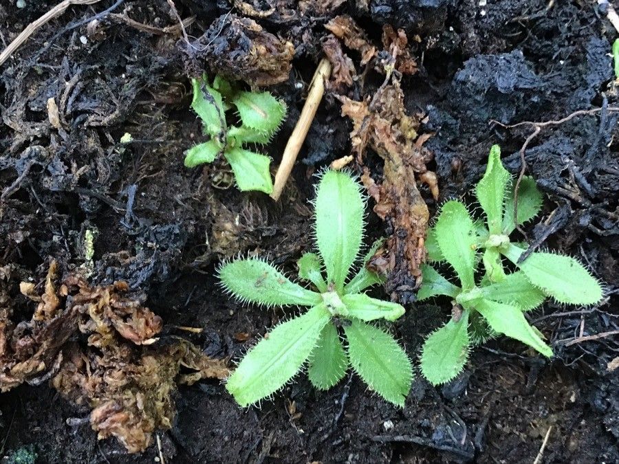 hojas de drosera adelae