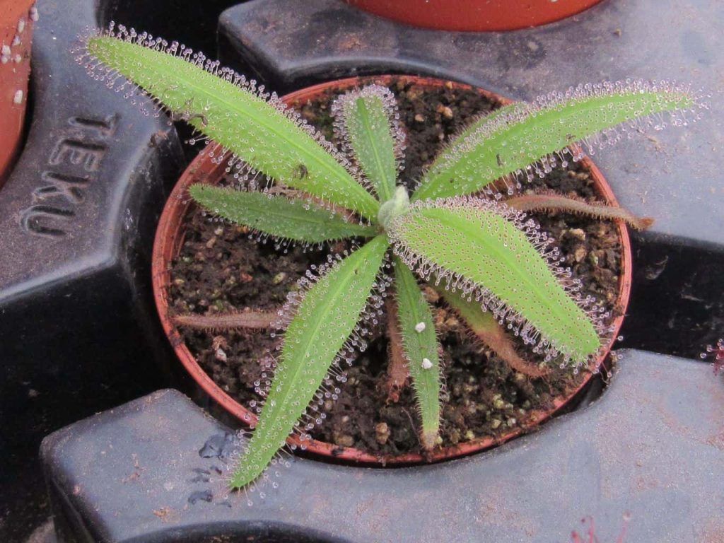 maceta con pequeña adelae