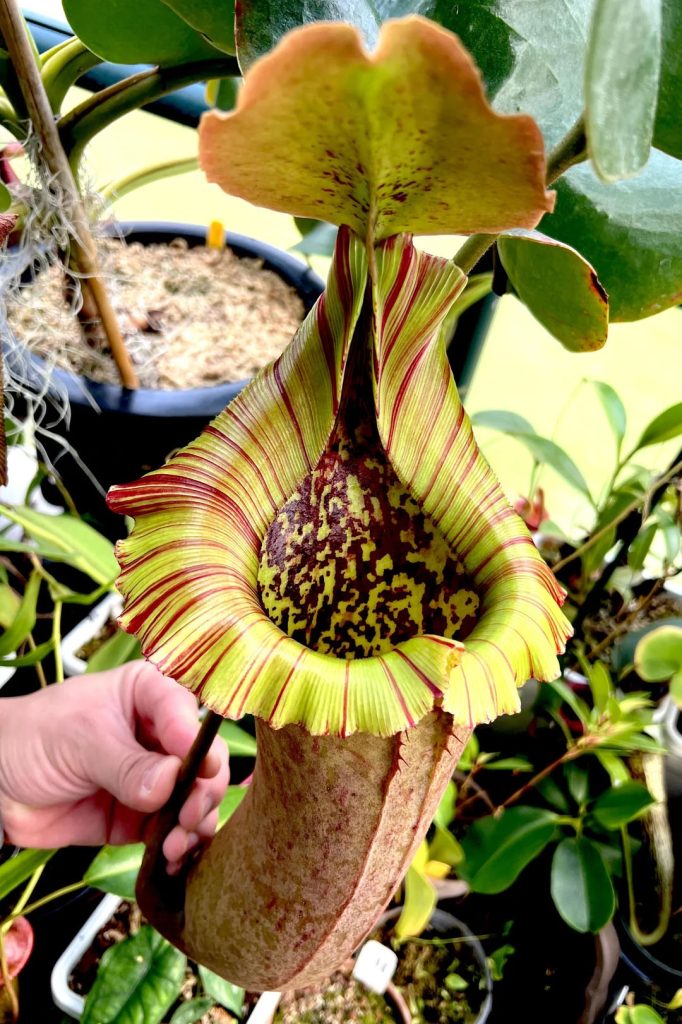 nepenthes truncata de los highlands de wistuba