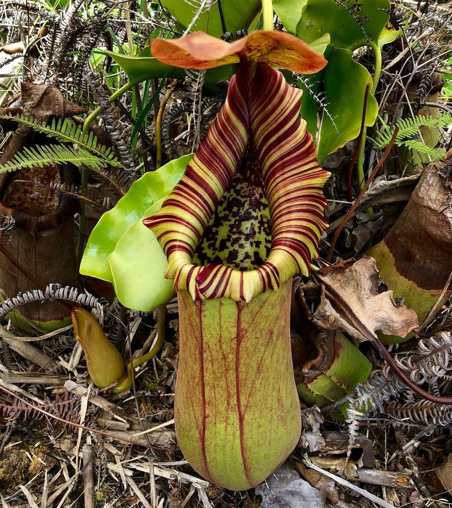 nepenthes truncata gigante