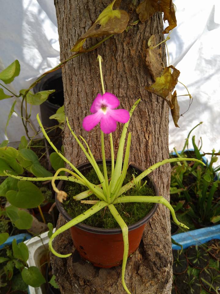 pinguicula Moctezumae en maceta