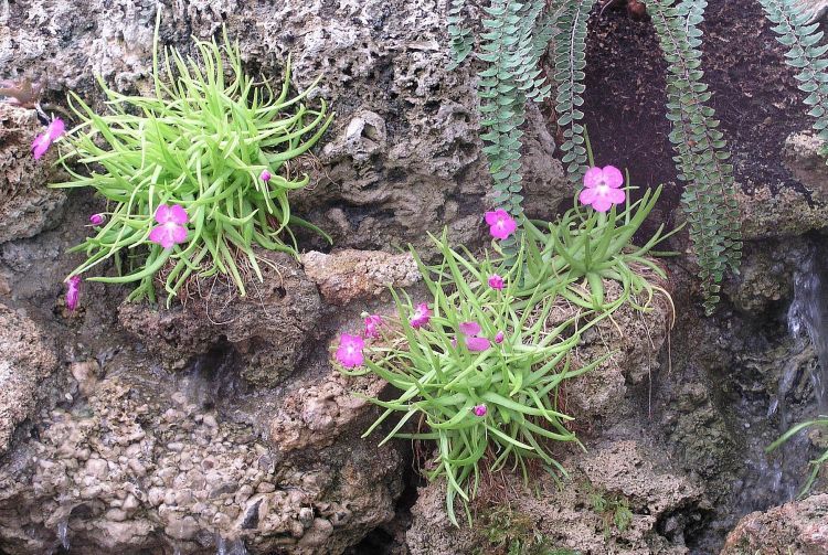 pinguicula Moctezumae silvestre