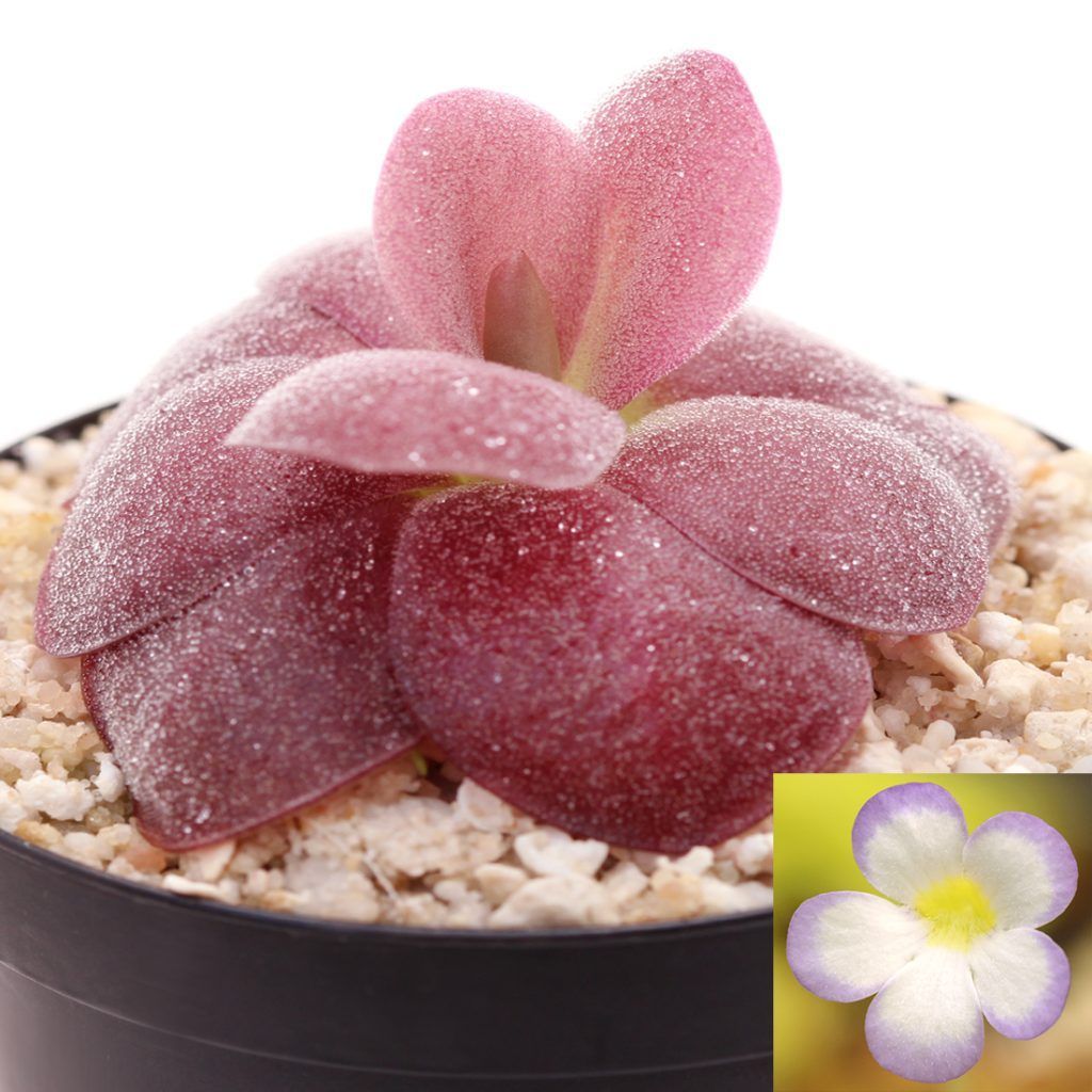 pinguicula agnata de hojas rojas