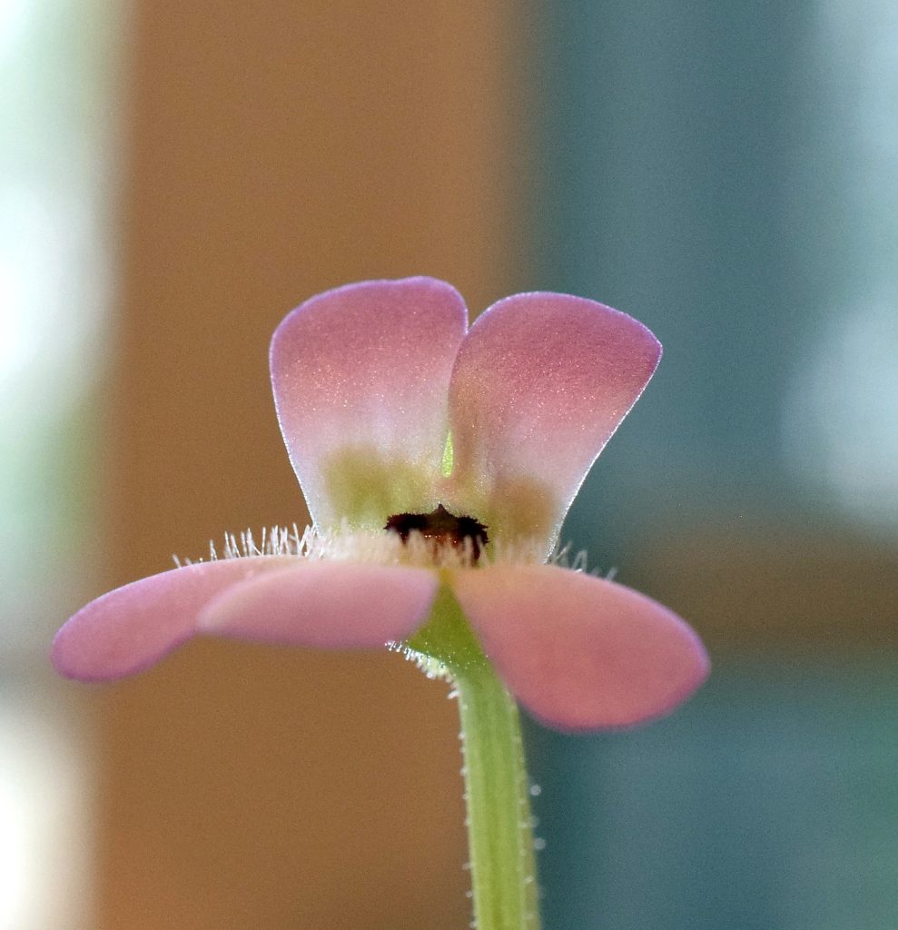 pinguicula esseriana en flor