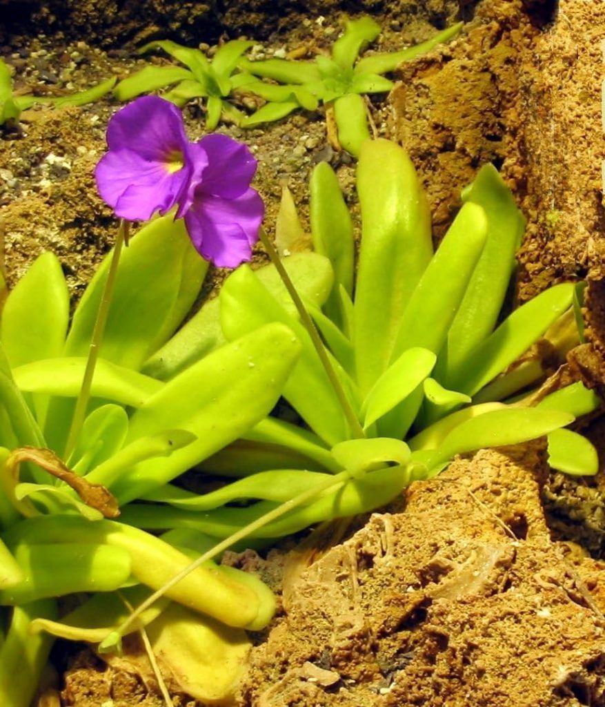 pinguicula moctezumae de cerca en flor
