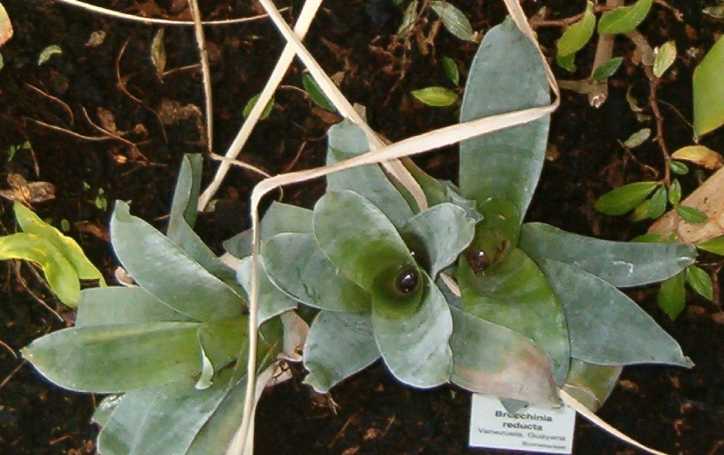 Brocchinia reducta en jardin