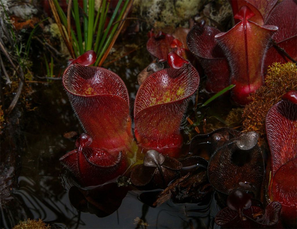 Heliamphora heterodoxa roja con pelos