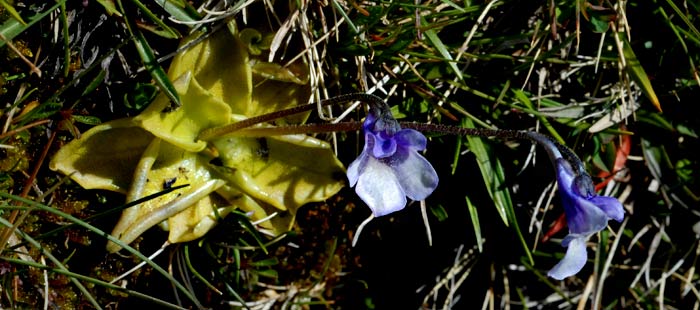 Pinguicula Nevadensis, Granada