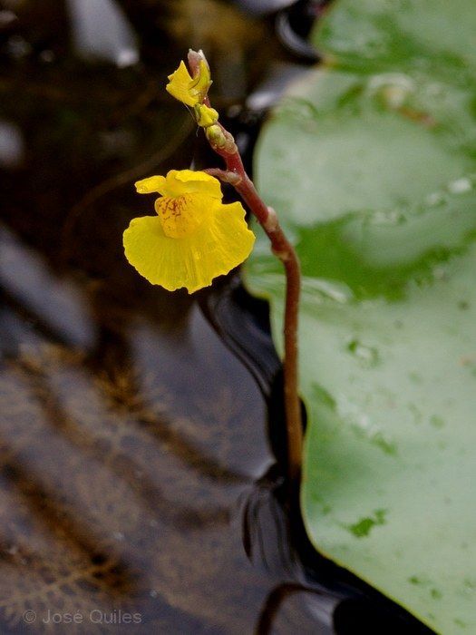 Utricularia australis en la Safor