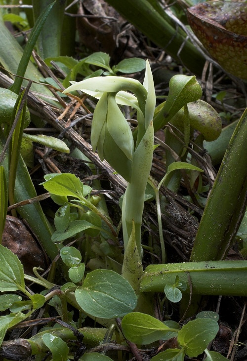 darlingtonia californica Viridiflora