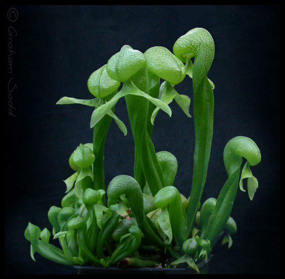 darlingtonia californica othello