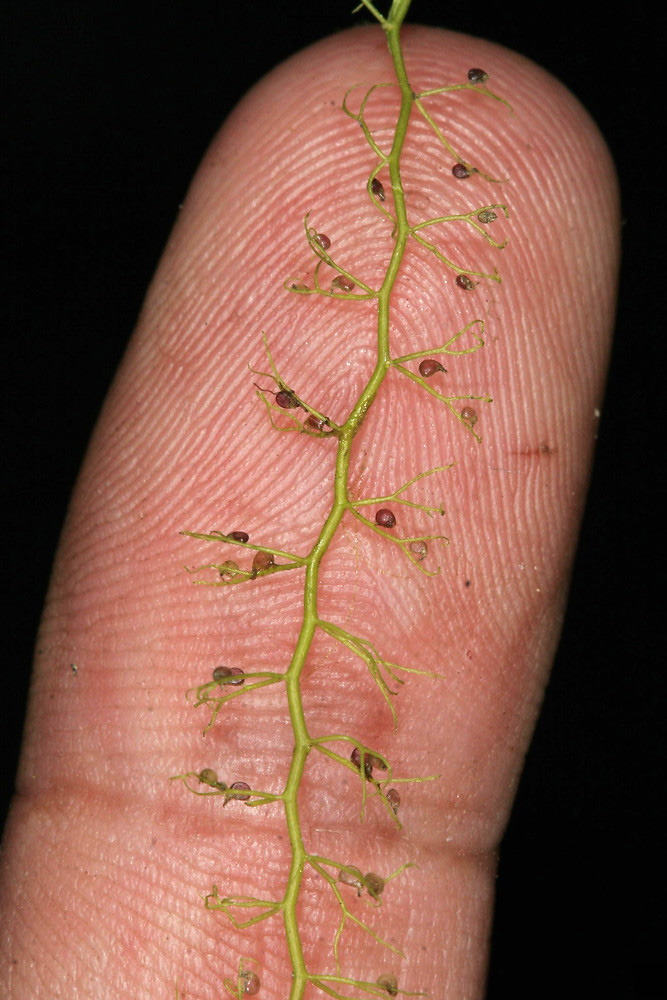 utricularia gibba sobre un dedo