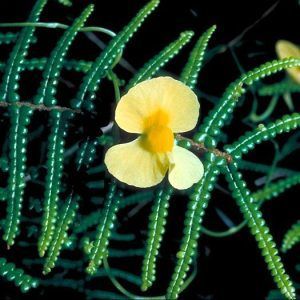 utricularia involvens con flor