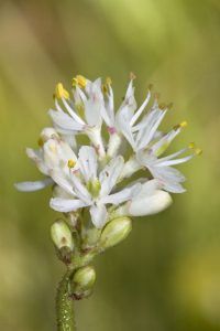 Flor de la Triantha occidentalis