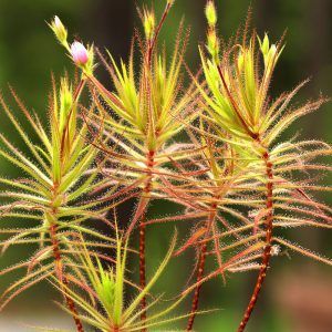 Roridula gorgonias con sus trampas pelo