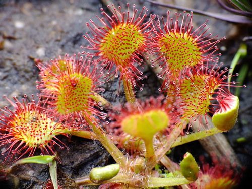 drosera rotundifolia, foto de chris parker