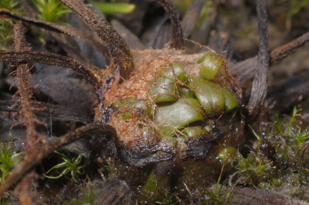 Hibernáculo de drosera