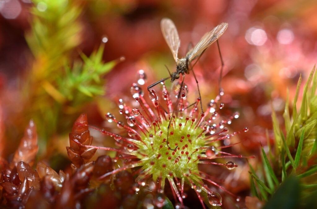 insecto posado sobre la hoja de una drosera rotundifolia