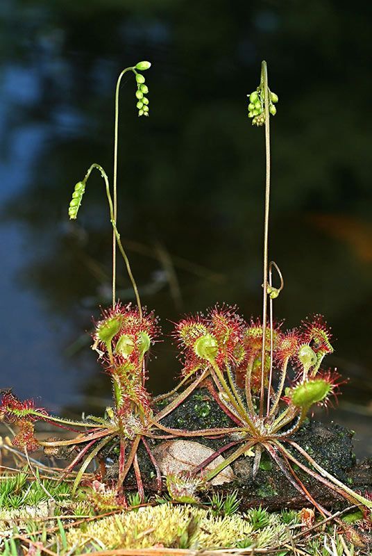 tallo de la rotundifolia con la semilla