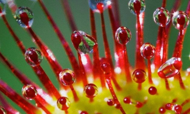 close up del mucilago de la drosera rotundifolia