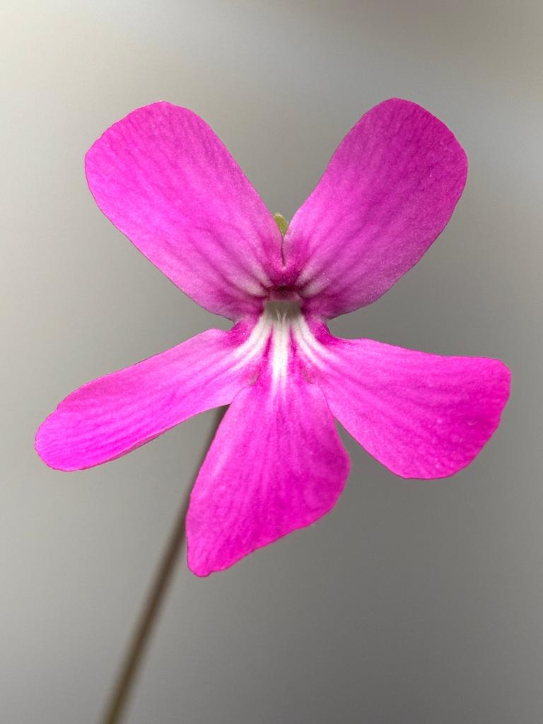 flor rosa intensa de pinguicula moranensis