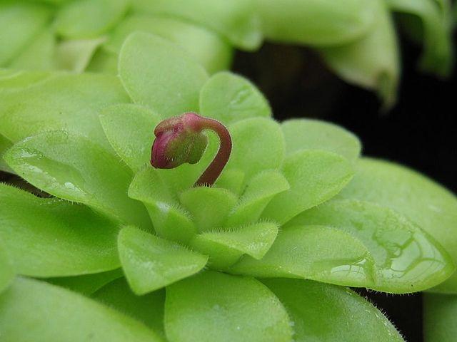pinguicula moranensis con tallo naciendo
