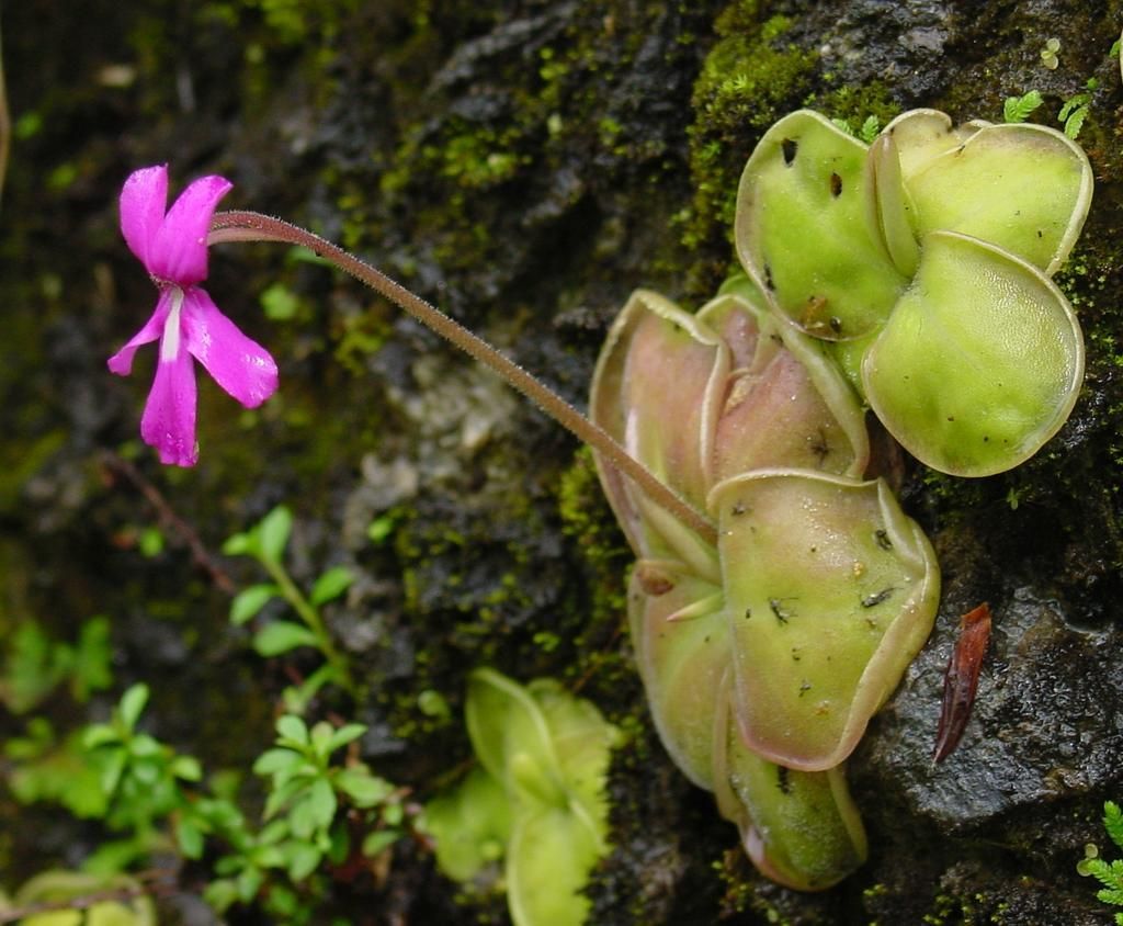 pinguicula moranensis salvaje