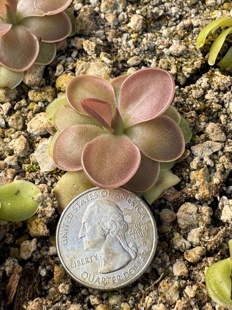 pinguicula moranensis var Libelulita