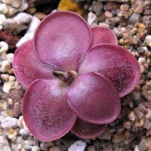 pinguicula moranensis var rosei