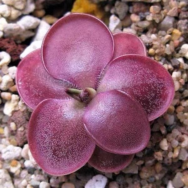 pinguicula moranensis var rosei