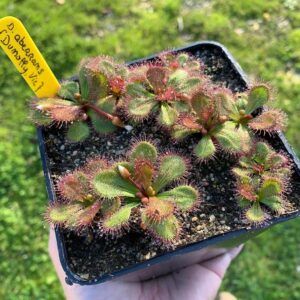 Drosera Aberrans Dumoffly cultivada en maceta con sustrato de turba y arena