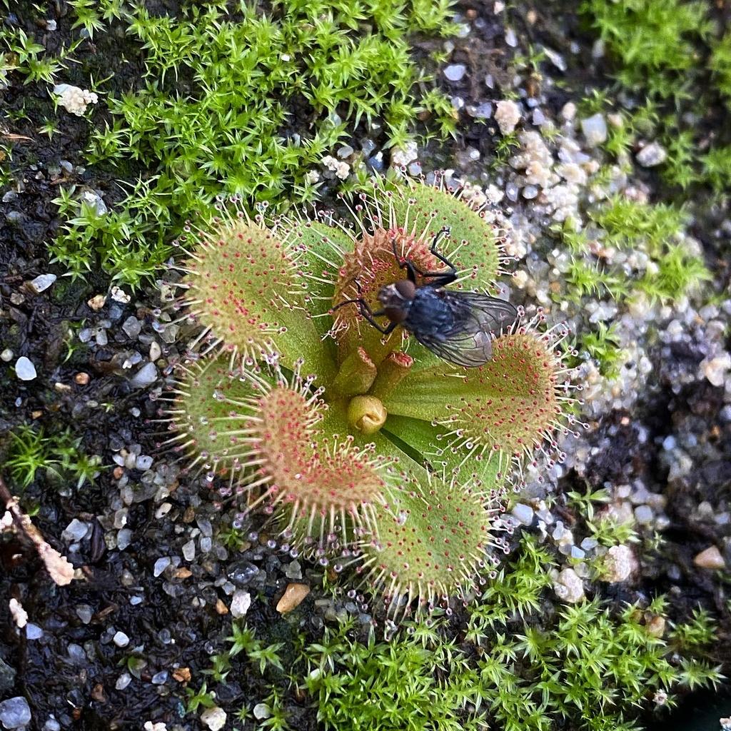Drosera Aberrans con una mosca en el mucílago pegajoso, mecanismo de trampa adhesiva