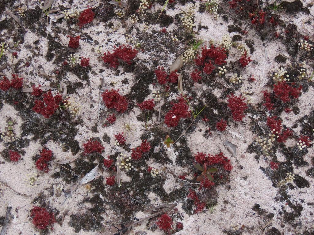 Drosera Esmeraldae en su habitat natural suelos pobres en nutrientes