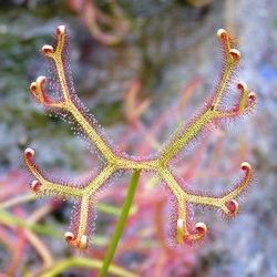 Drosera binata octopus