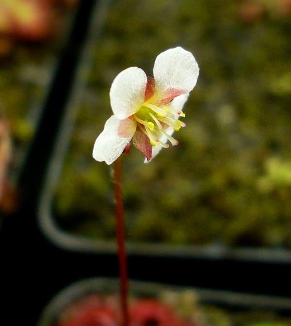 Flor de la Esmeraldae en primavera