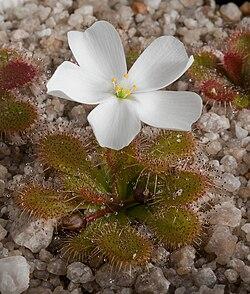 Flor delicada de Drosera Aberrans durante su etapa de floración primaveral