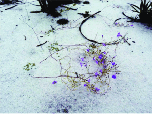 Philcoxia Rhizomatosa en su hábitat natural