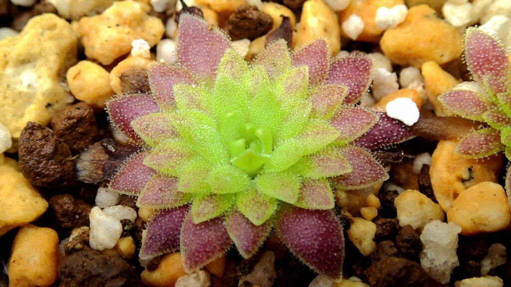 Plantar pinguicula marciano