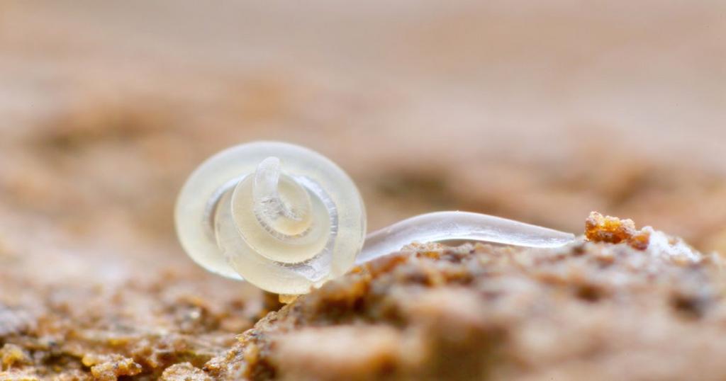 Nematodos, los gusanos subterraneos como lombrices de los que se alimenta esta carnivora