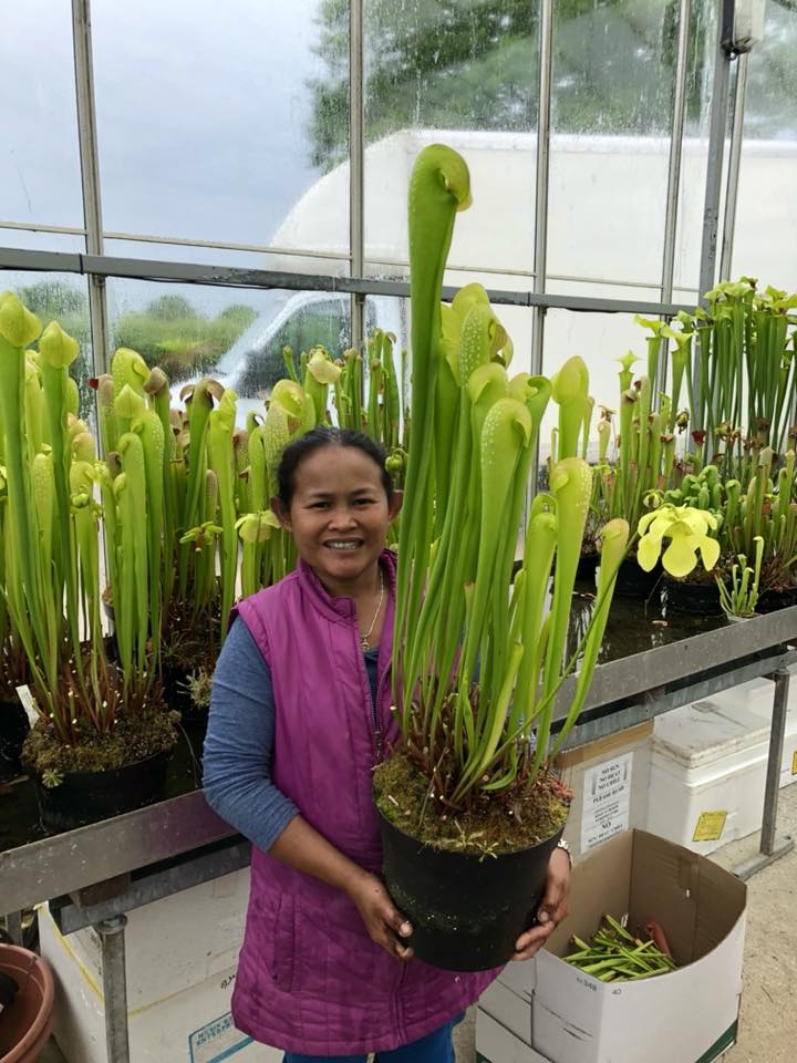 Sarracenia minor okefenokee gigante