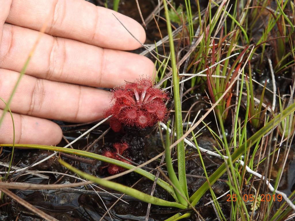 Tamaño real de una drosera esmeraldae